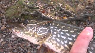 Fall pike fishing with minnows [upl. by Halpern]