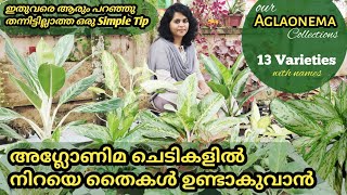 Aglaonema plant care and easy propagation methods in malayalam aglaonema plant varieties with names [upl. by Rangel]