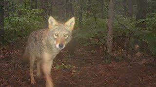 LargestEver CameraTrap Research of Michigan Wildlife [upl. by Onavlis]