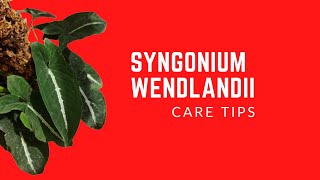 SYNGONIUM WENDLANDII  CARE TIPS [upl. by Ynnahc]