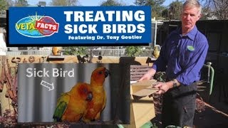 Treating Sick Birds [upl. by Alywt]