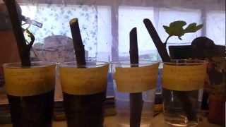 Fig Tree Cuttings Black Mission Ficus Carica part 2 [upl. by Odlareg440]