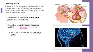 A Level Biology  141 Homeostasis in mammals [upl. by Ydnew]