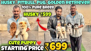 Cheapest Dogs Market In Delhi NCR  Husky German Shepherd Pitbull  Dog in 699Rs Rajender Pets [upl. by Ardnasil]