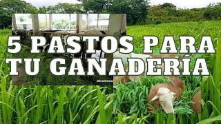 Top 5 pastos para tu ganaderia 🌱🌾🐑🐂🐏 [upl. by Eylloh415]