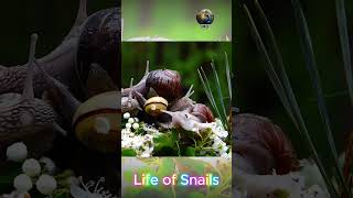 Life of Snails shorts [upl. by Aletta384]