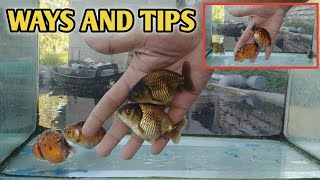 Cara Dan Tips Memilih Ikan Maskoki Ranchu Yang Punya Potensi Jadi Ikan Bagus Calon Ikan SQ dan HQ [upl. by Nesnar]