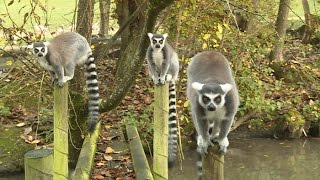 Découverte  la Normandie le paradis des animaux exotiques [upl. by Tyne]