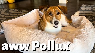 Pollux Gets a NEW BED  Maxxie is Jealous 🐾 [upl. by Jehanna]