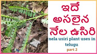 అసలైన నేల ఉసిరి గుర్తు పట్టి తెచ్చుకోండి  nela usiri uses in telugu  part 2 [upl. by Kendy]