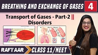 Breathing amp Exchange of Gases 04  Transport of Gases Part2  Disorders  Class 11NEET [upl. by Finnie]