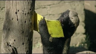 Honey Badger vs Bee Hive  Nature on PBS [upl. by Aserehs78]