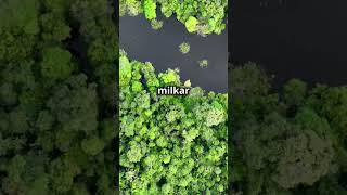 Amazon forest is vast and interesting nature facts forest animals shorts [upl. by Par]