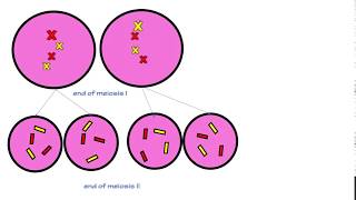 Lab 7  Genotype phenotype and genetic inheritance [upl. by Edea]