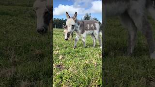 Sassy boiii compilation shorts fyp minidonkey donkeys farm farmtok farmlife [upl. by Ahselrac453]