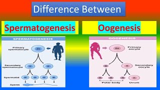 Difference between Spermatogenesis and Oogenesis [upl. by Asilad]