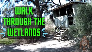 Walking the Wetlands of the Murray River wetlands australia [upl. by Rebmyt]