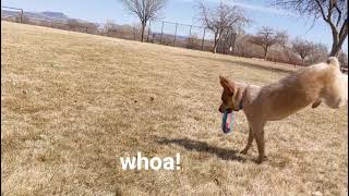 RosieRed Heeler Australian Cattle Dog backflip progression part 1 [upl. by Vinna]