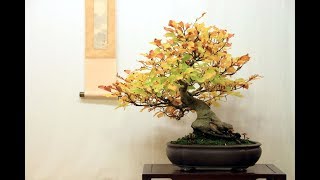 Fagus sylvatica bonsai by Nicola Kitora Crivelli [upl. by Llerdna]