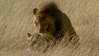 Brutal Lion Infanticide and Mating  Battle of the Sexes In The Animal World  BBC Earth [upl. by Almire172]