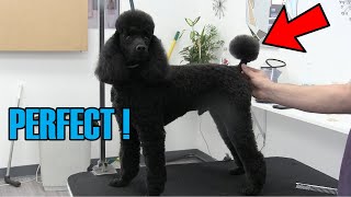 How To Brush Comb amp Scissor A Perfect Poodle Tail [upl. by Yeniar]