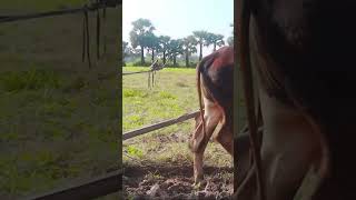 503k cow wow plow 4kvideo 4k किसान हल गाय [upl. by Ashla]