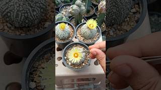 Cross Pollination Astrophytum Asterius Superkabuto 🤞🤞 [upl. by Aik]