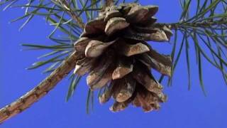 Beautiful Opening Pine Cone Time Lapse [upl. by Wj]