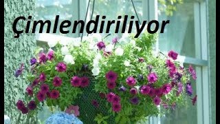 PETUNYA  Petunia parviflora  tohumları nasıl çimlendirilir  1 [upl. by Yllim]