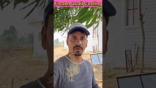 Frozen Quail For Meat Market frozenfood [upl. by Barina]