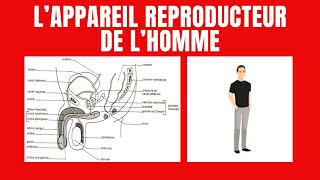 Organisation de lappareil génital de lhomme [upl. by Ilecara]