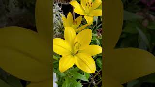 Beautiful Lilium  Asiatic Lilly flowers  caring tips video link in description  springflowers [upl. by Wenda30]