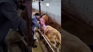 Veterinarian Performs Trocarization on Cow to Relieve Bloat [upl. by Hitchcock350]