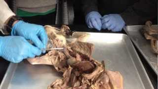 Anatomy of Cats Digestive system  Urinary system [upl. by Aislehc33]