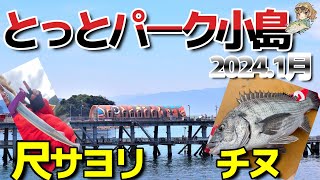 【とっとパーク小島】35㎝尺サヨリ＆チヌゲット！まだまだ釣れそう！凄い釣り場 [upl. by Otilegna]