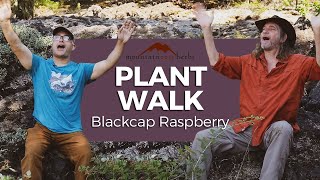 Blackcap Raspberry Plant Walk with Howie Brounstein and Steven Yeager [upl. by Alexandros]