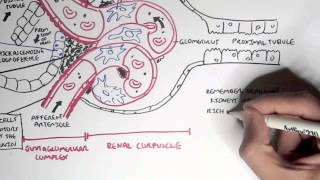 Nephrology  Kidney Physiology Overview [upl. by Jacquet31]