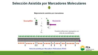 MARCADORES GENÉTICOS Parte 4 ANALISIS DE DATOS SELECCIÓN ASISTIDA POR MARCADORES [upl. by Navanod419]