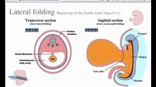 Embryology  Vertebrate body plan [upl. by Baal]