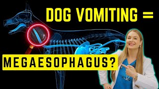 Megaesophagous in Dogs Simply Explained  Survival time [upl. by Sharman]