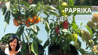 Paprika im TopfKübel anbauen  die wichtigsten Infos von der Aussaat bis zur Ernte [upl. by Shugart]