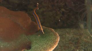 Bluestripe Pipefish Doryrhamphus excisus  Indische BlaustreifenSeenadel [upl. by Ydoj]