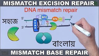 DNA repair mechanism  mismatch repair  In Bangla [upl. by Mena]