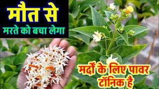 हर सिंगार पौधा के इस लाभ से वैज्ञानिक भी हैरान है 🤫 harsingar  parijat plant [upl. by Einahteb]