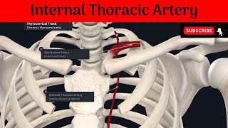 Internal Thoracic Artery  Origin  Termination  Branches  Clinical Importance [upl. by Treblih197]