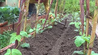 Cuidados Riegos Y Plagas Del Cultivo De Las Judias Verdes  La Huertina De Toni [upl. by Johnathan]