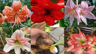 Amaryllis lily care tips for heavy blooming propagation of lily through bulbs and seeds [upl. by Klarika]