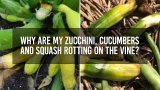 Why are my zucchini cucumbers and squash rotting on the vine [upl. by Gilli]