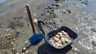 Clam digging at WA beach [upl. by Ednyl884]