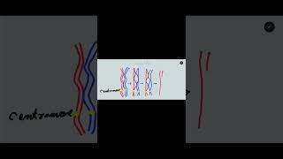 Crossing over in meiosis one Synapsis bivalent tetrad and chiasmata formation [upl. by Atteragram]